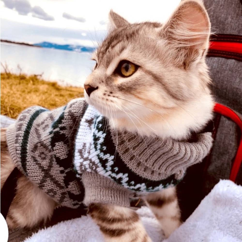 NWOT Pet Sweater